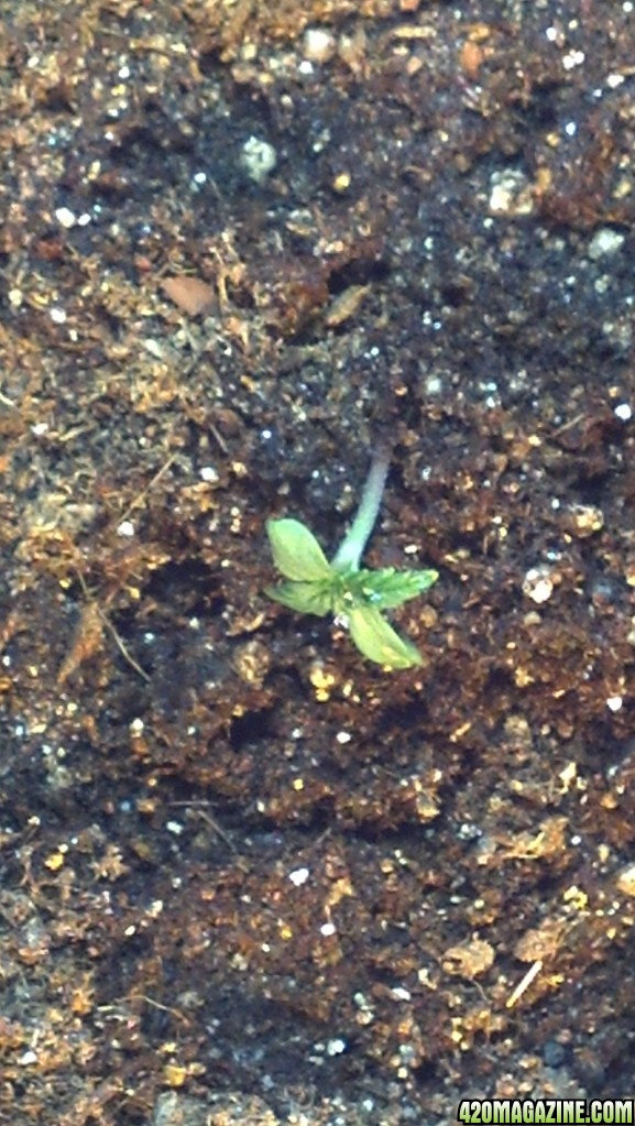 Seedlings