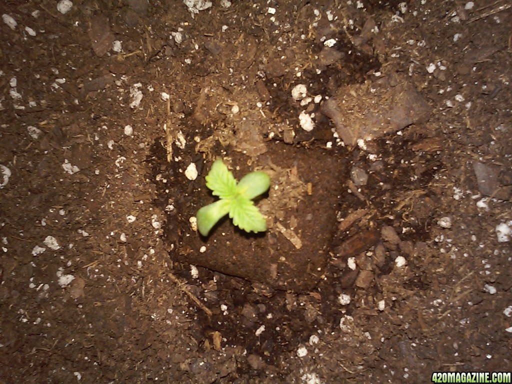 seedlings