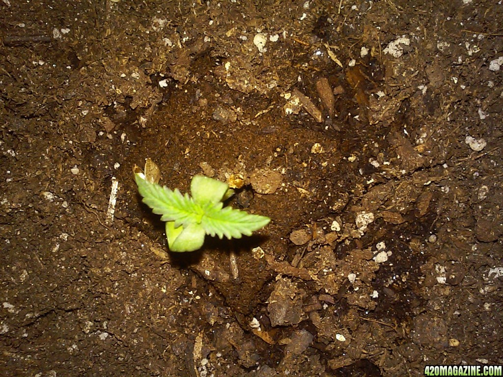 seedlings