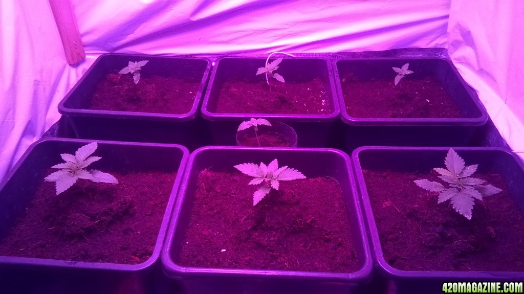 seedlings