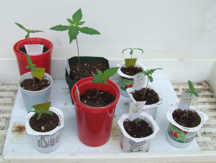 seedlings1.jpg