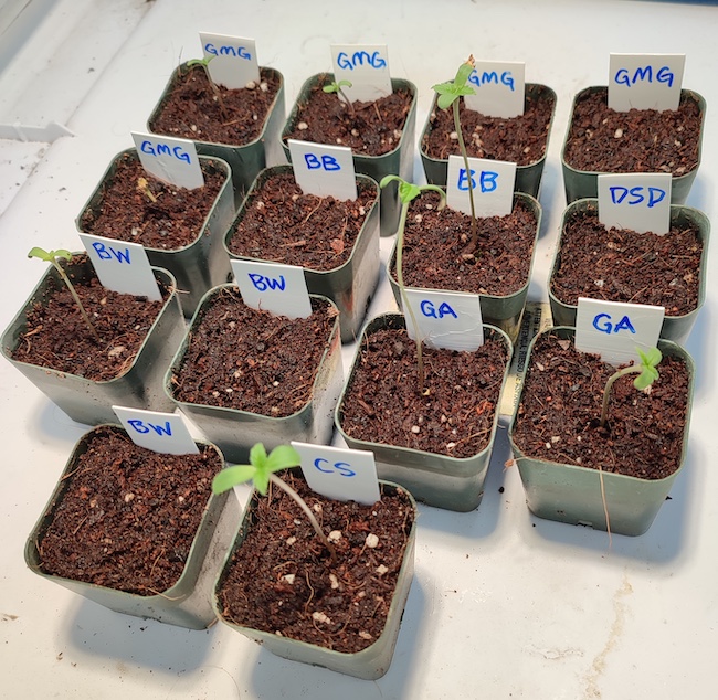 seedlings1.jpg