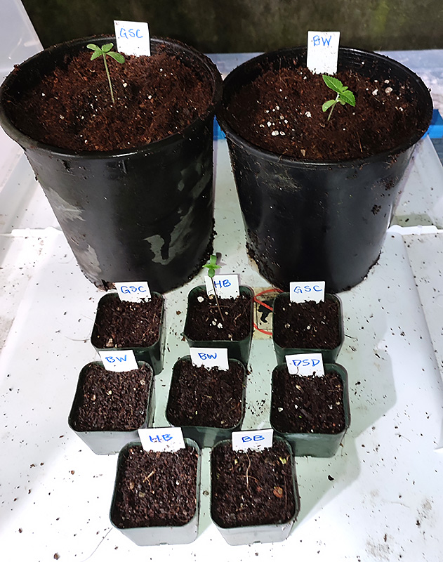 seedlings1.jpg