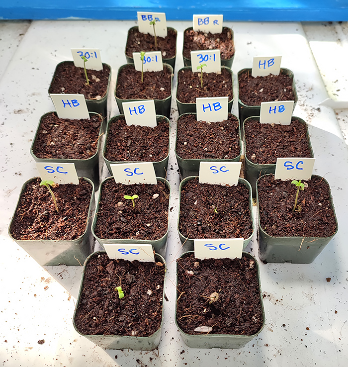 seedlings1.jpg