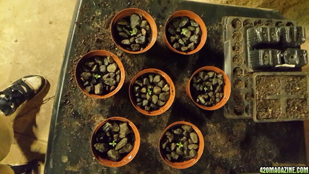 Seedlings1