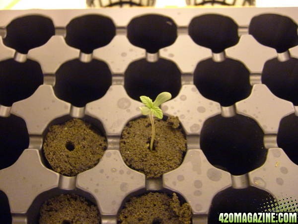 seedlings12