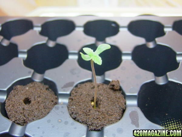 seedlings2