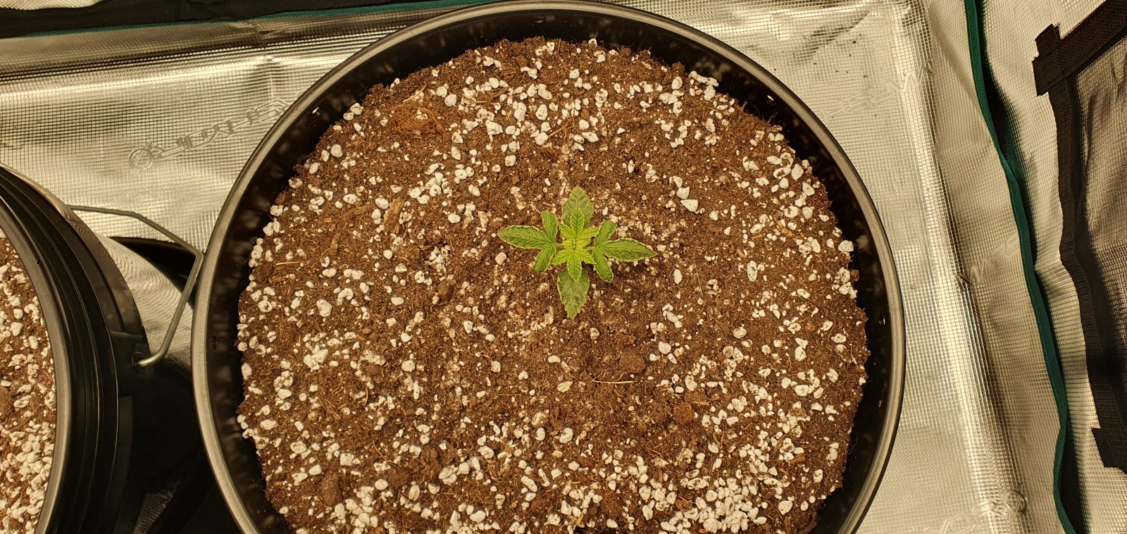 seedlings4.jpg