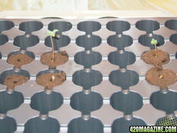 seedlings8