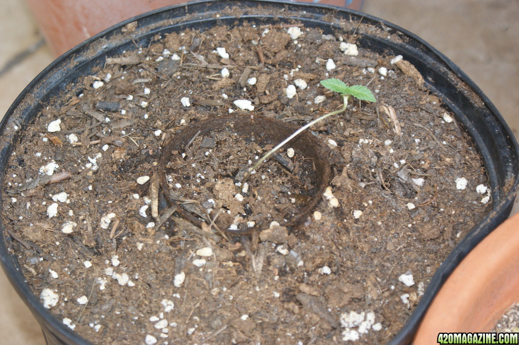 seedlings_0012