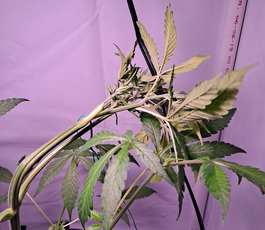 Seedman Jack Herer Bud Buddy stress training 1-21-2021.jpg