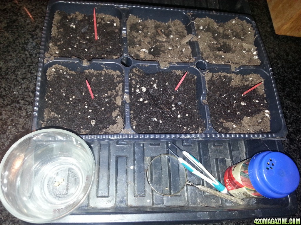 seeds and clones