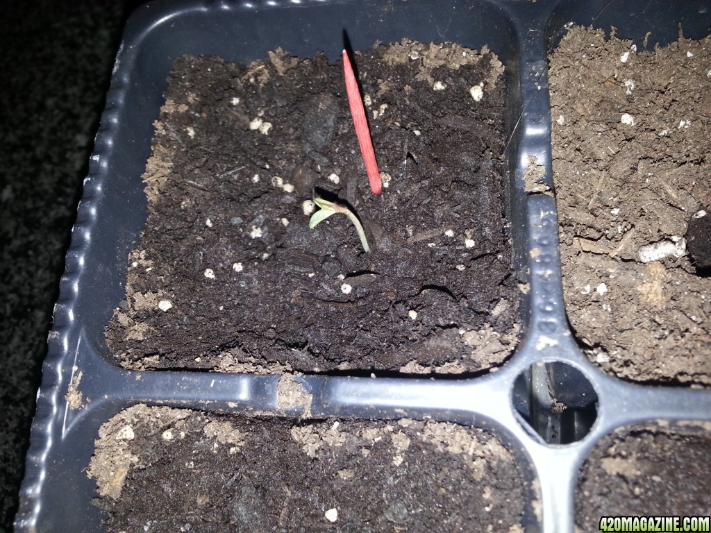 Seeds are popping