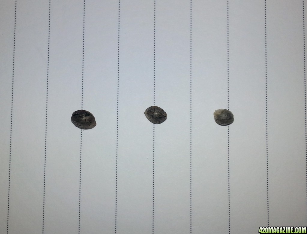 Seeds Comparison