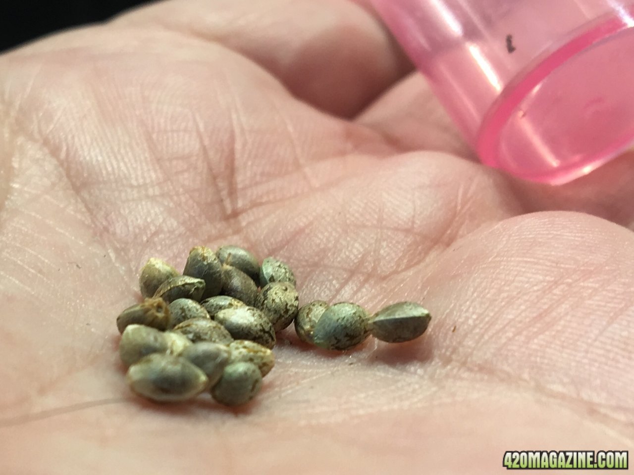 Seeds found in Royal Gorilla