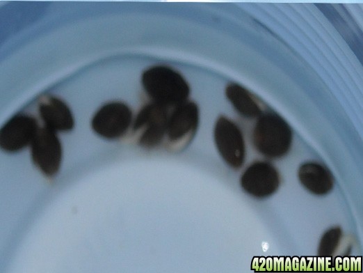 seeds in water