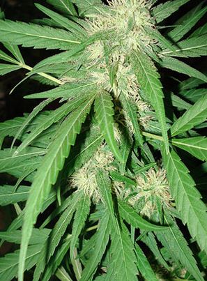 Seeds of Africa - cannabisstrains - cannabisseeds