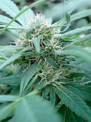 Seeds of Africa - cannabisstrains - cannabisseeds