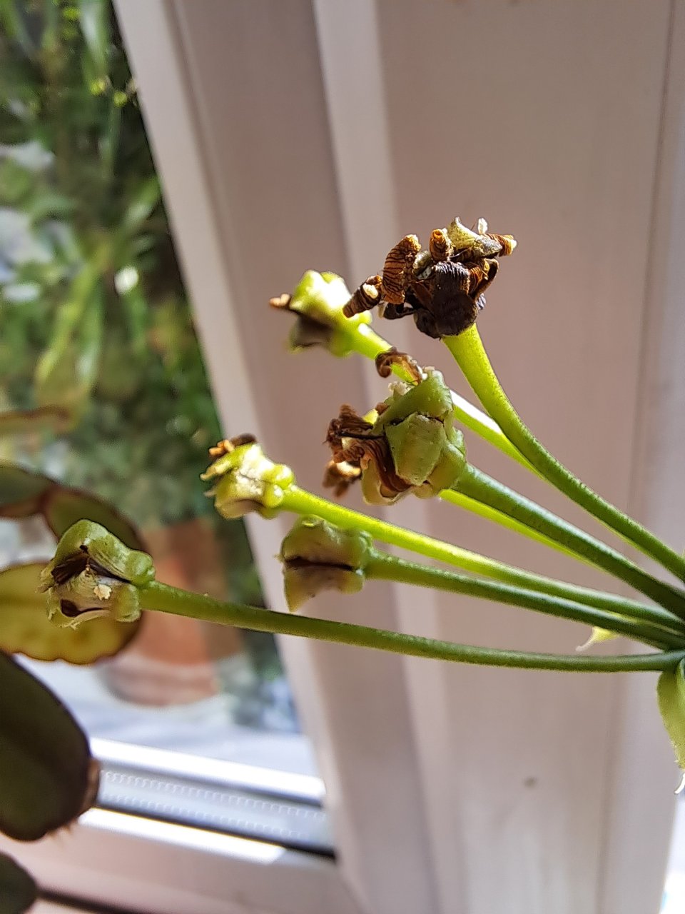 Seeds on venus fly trap plant