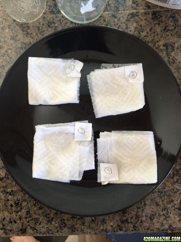 Seeds set in wet paper towel