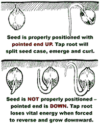 seeds