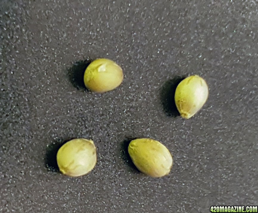 Seeds