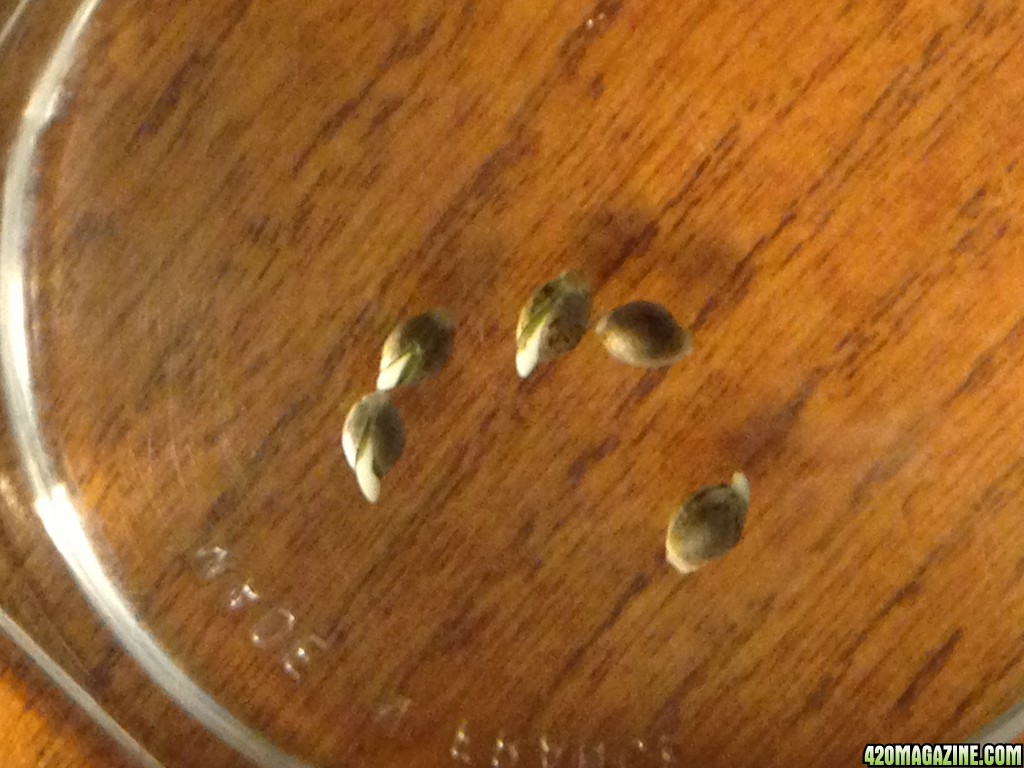 Seeds