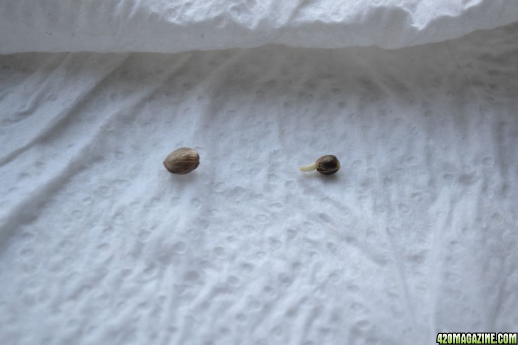 Seeds