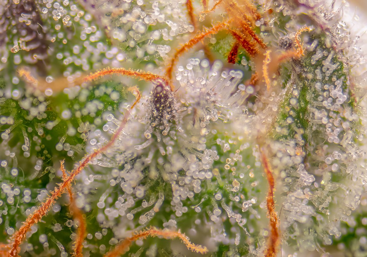 Seedsman Banana Jealousy Trichomes week 7 tricia-1.jpg