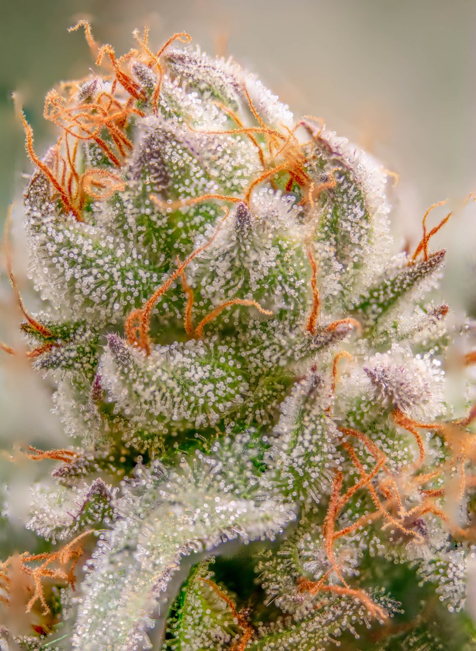 Seedsman Banana Jealousy Trichomes week 7 tricia-2.jpg