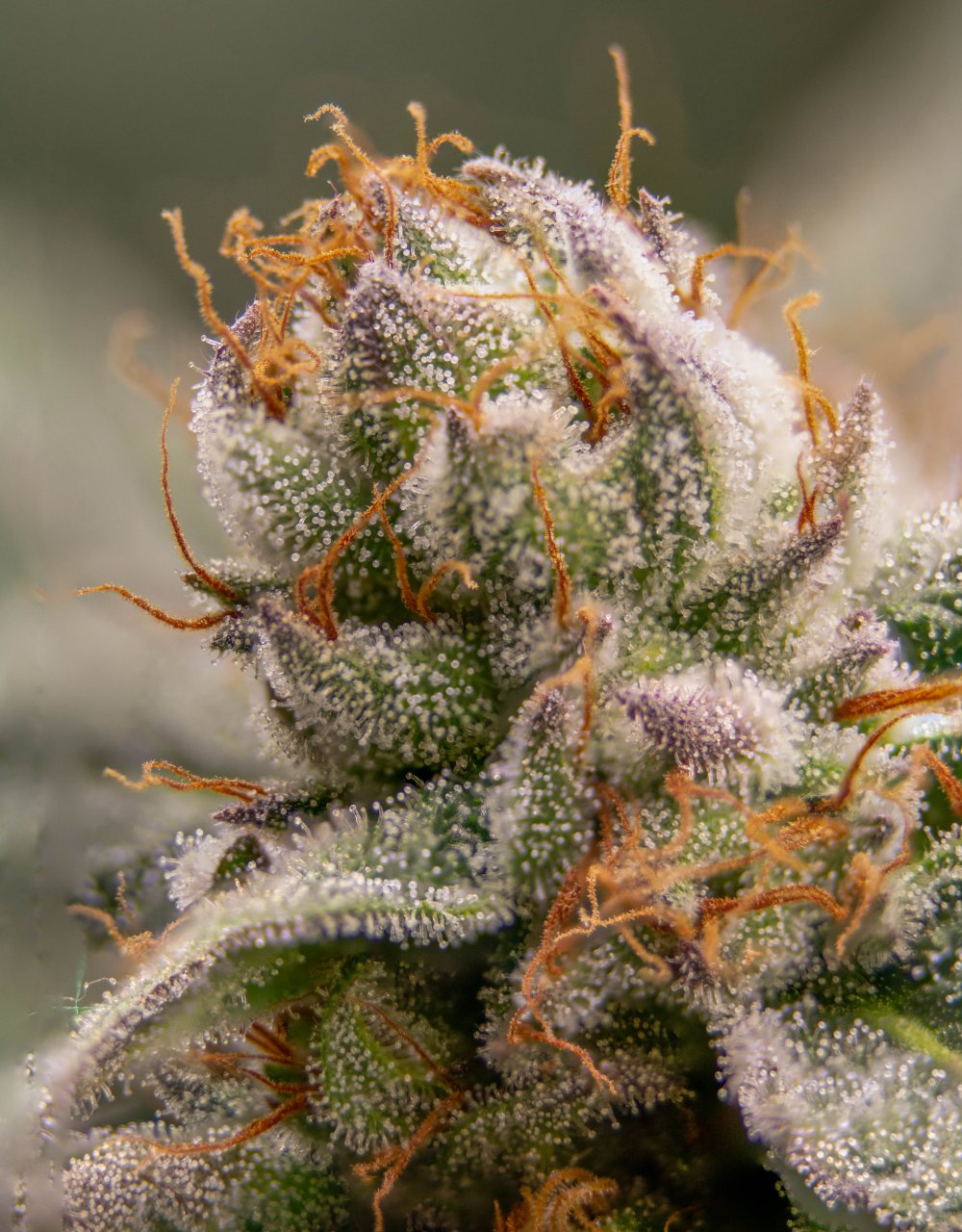 Seedsman Banana Jealousy Trichomes week 7 tricia-3.jpg