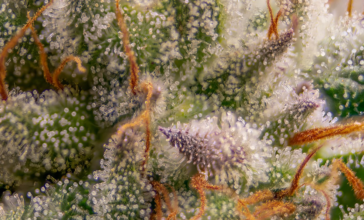 Seedsman Banana Jealousy Trichomes week 7 tricia-4.jpg