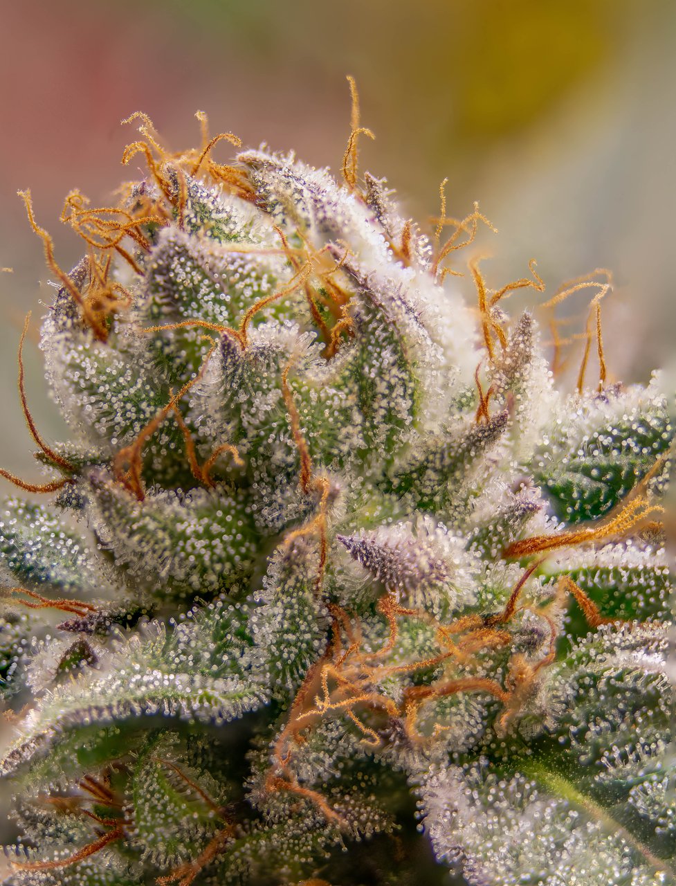 Seedsman Banana Jealousy Trichomes week 7 tricia-5.jpg