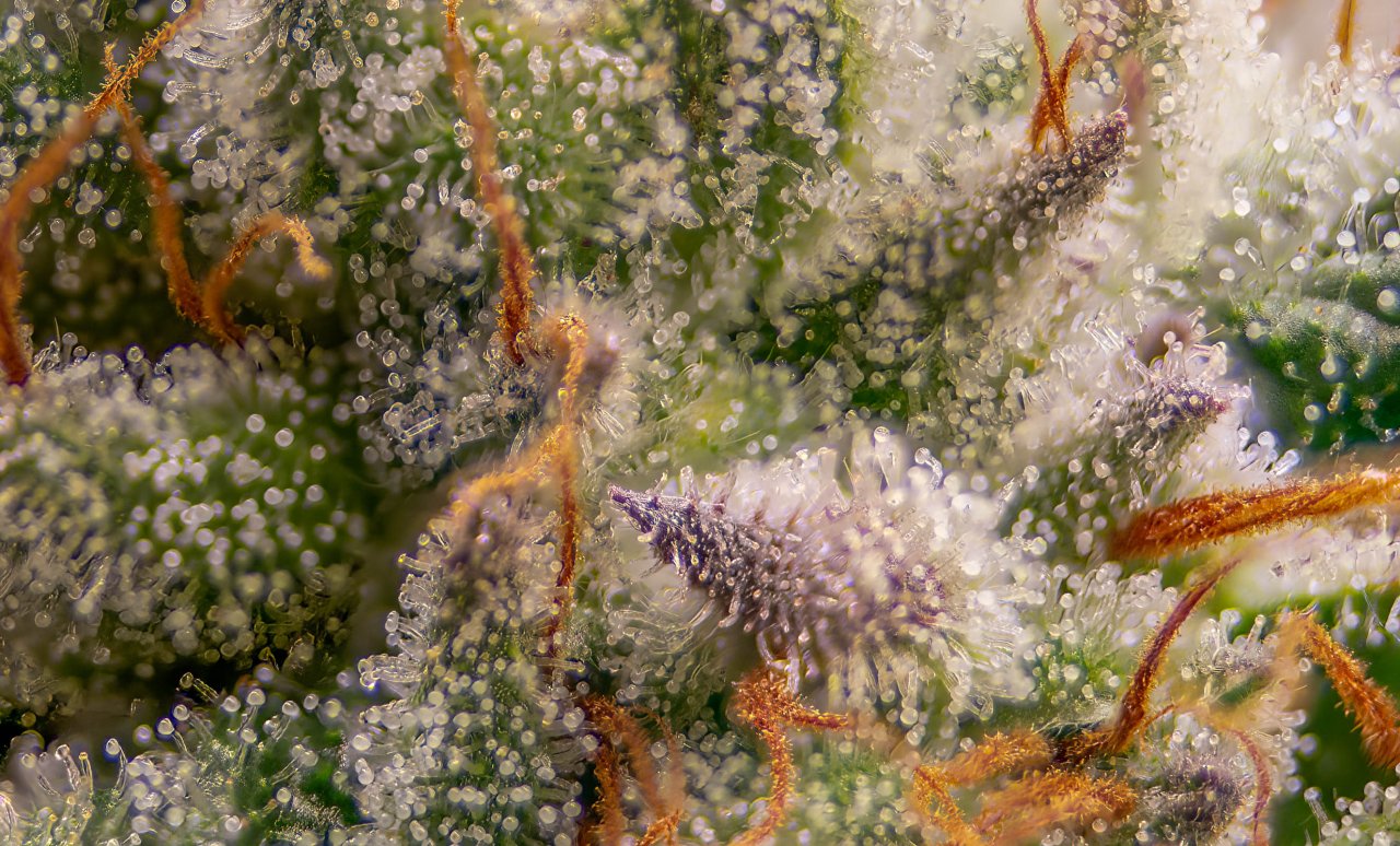 Seedsman Banana Jealousy Trichomes week 7 tricia-6.jpg