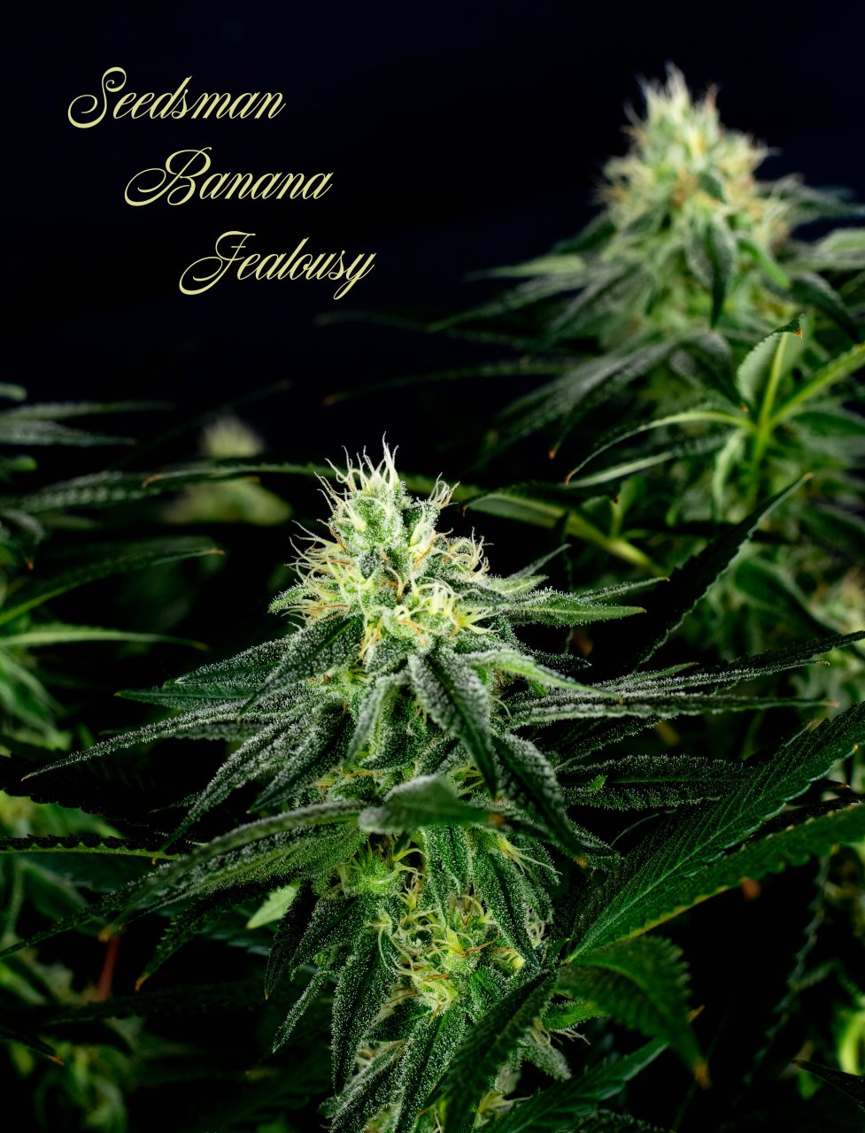 Seedsman Banana Jealousy Week 6 -1.jpg