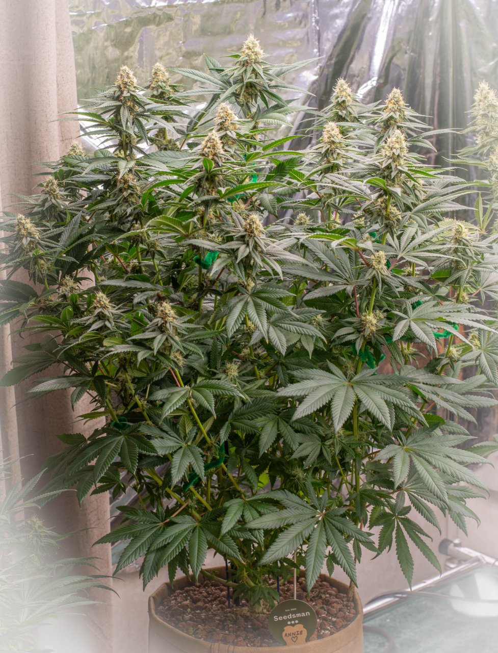 Seedsman Banana Jealousy Week 6 Annie-2.jpg