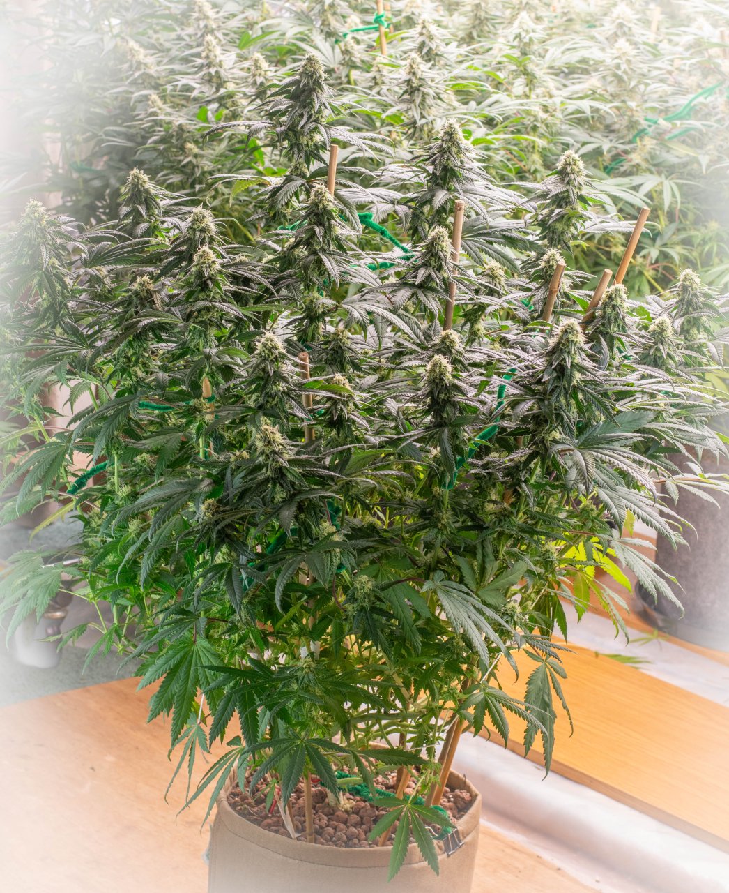 Seedsman Banana Jealousy Week 6 Bonnie-1.jpg