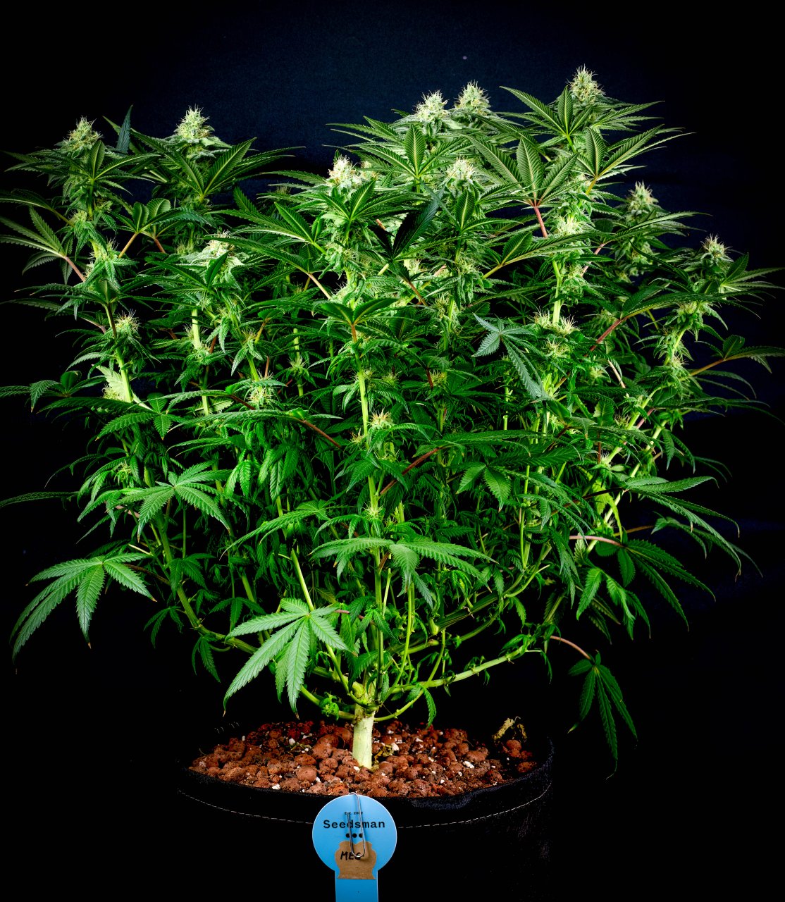 Seedsman Banana Jealousy Week 6 flower-1.jpg