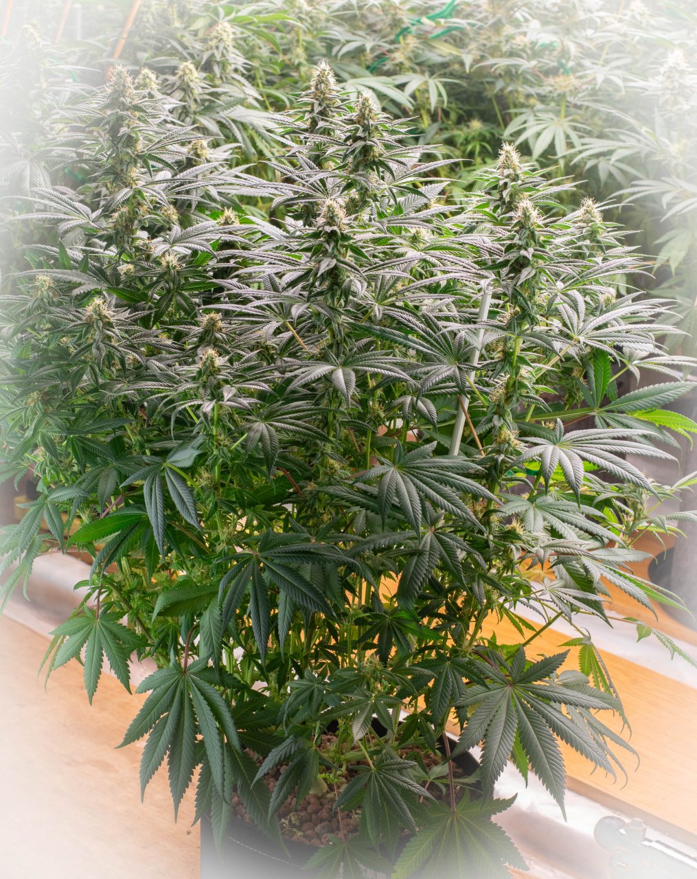 Seedsman Banana Jealousy Week 6 Frannie-1.jpg