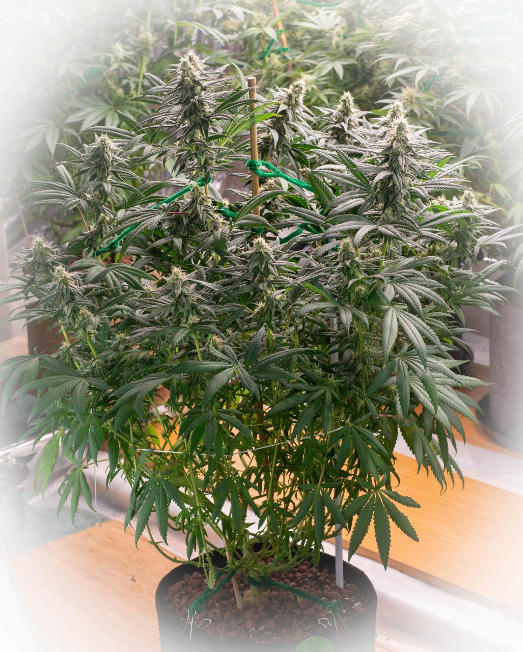 Seedsman Banana Jealousy Week 6 Lois-1.jpg