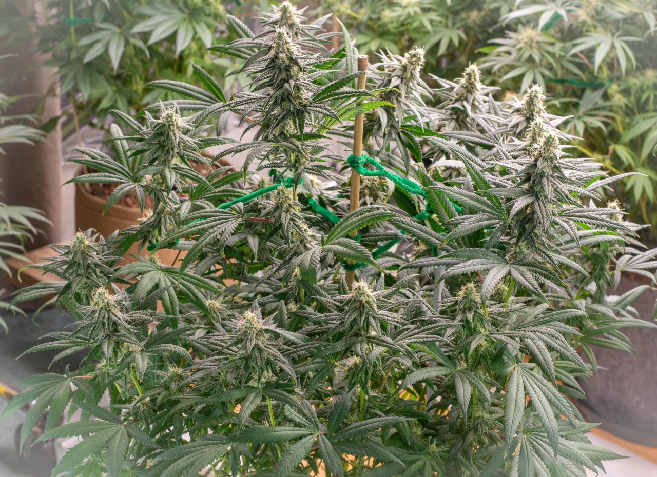 Seedsman Banana Jealousy Week 6 Lois-2.jpg