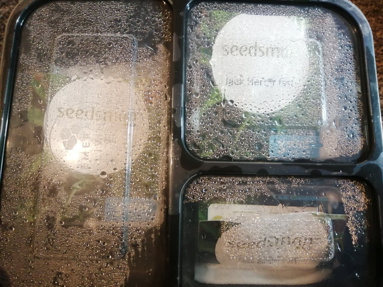 Seedsman Fast Strains