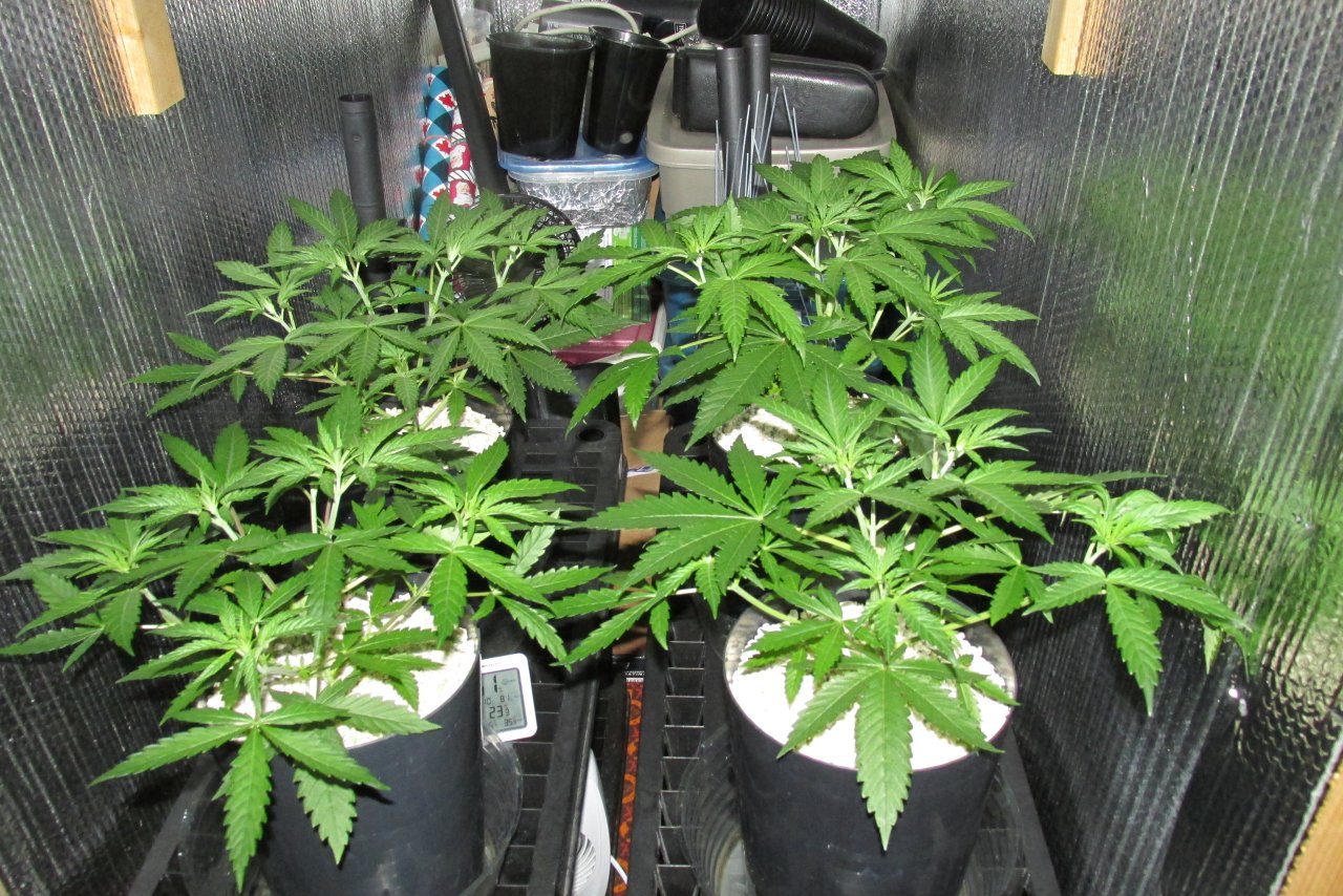 Seedsman PGC hempy.JPG