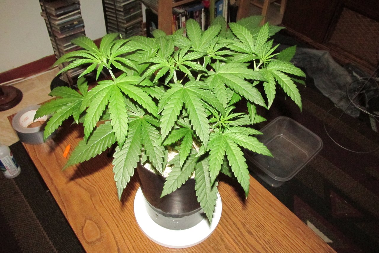 Seedsman PGC hempy.JPG