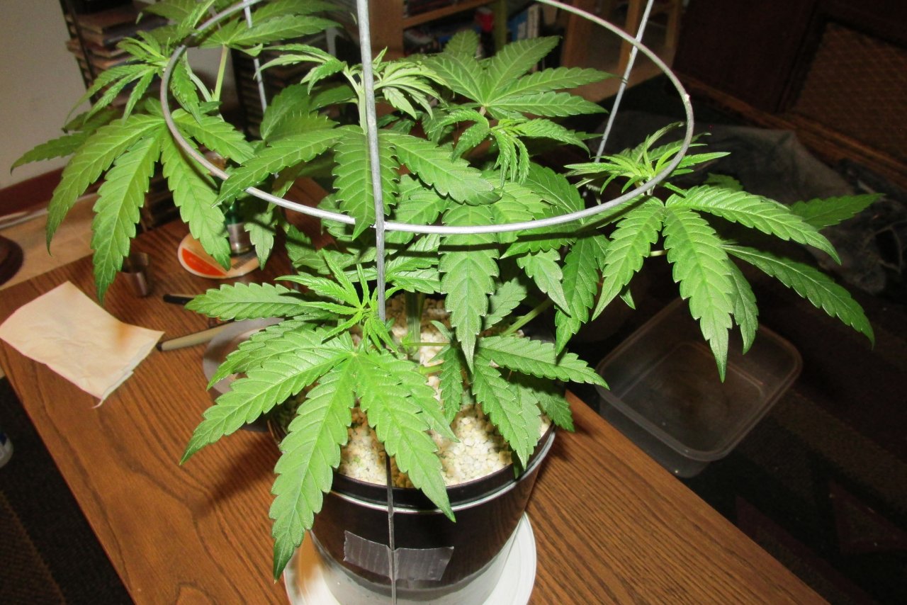 Seedsman PGC hempy.JPG