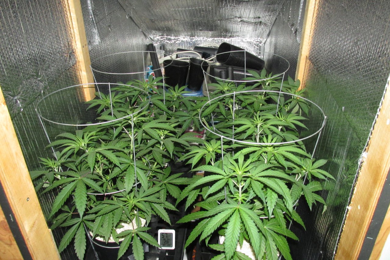 Seedsman PGC hempy .JPG