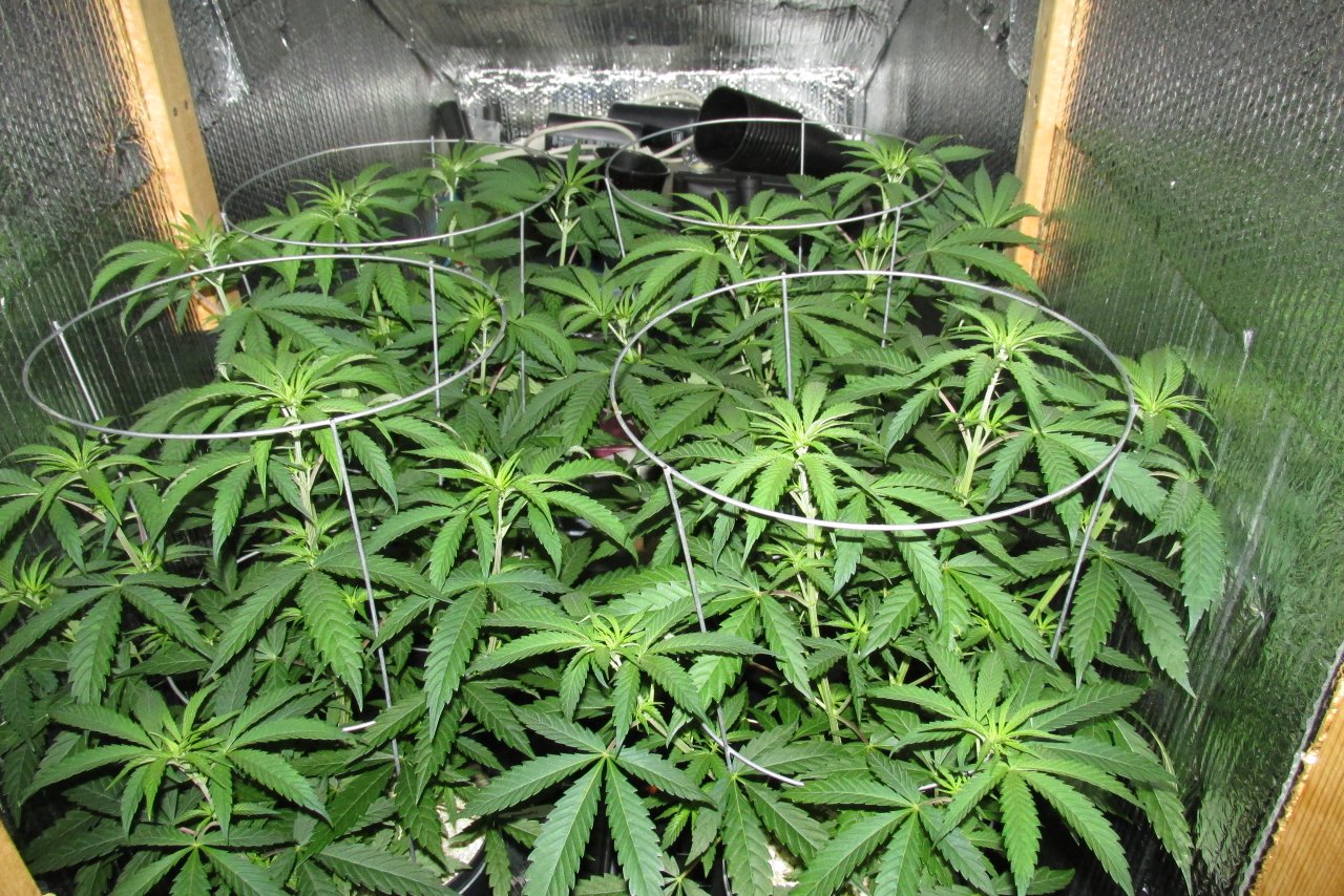 Seedsman PGC hempy.JPG