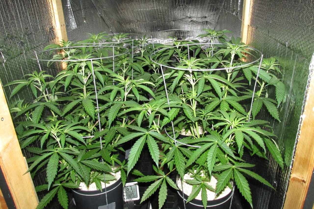 Seedsman PGC hempy.JPG