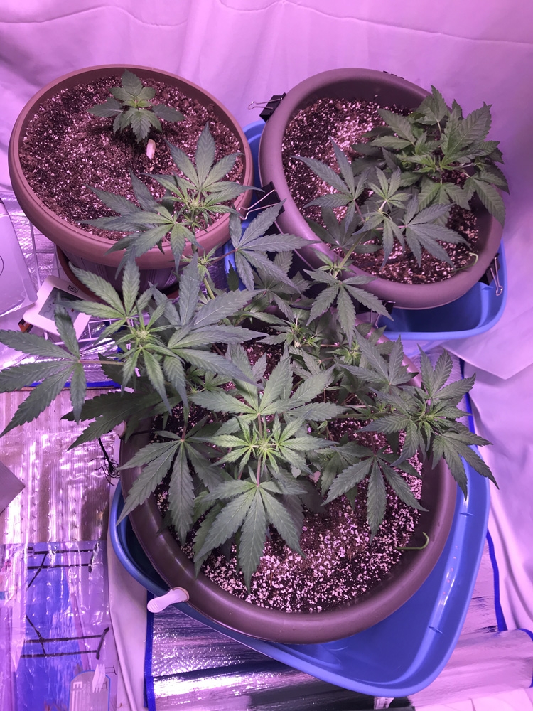 seedsman various strains