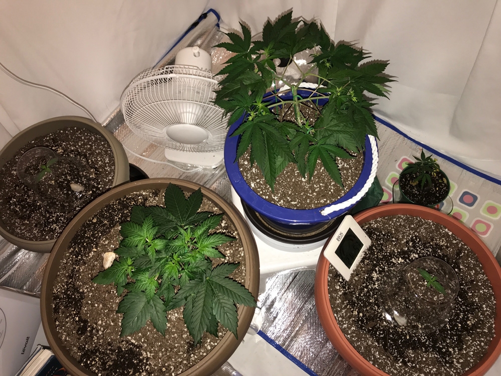 Seedsman Various Strains